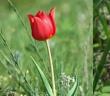 Сорта тюльпанов – самые очаровательные представители